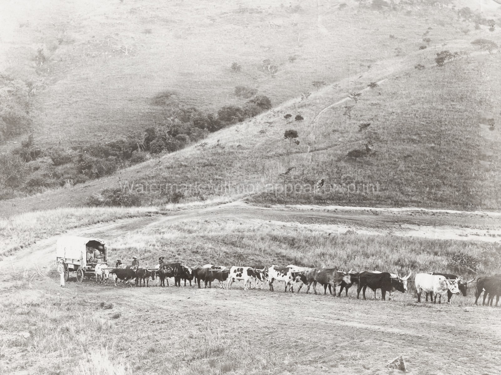 South Africa Huge Ox Drawn Wagon Train Cattle Rural Landscape Vtg. Photo 19thC.