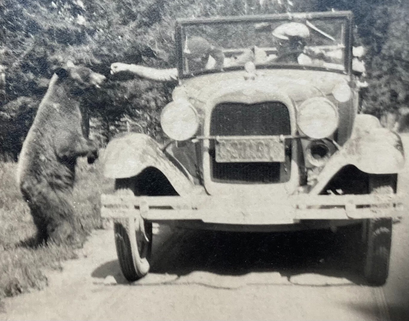 c1930 YELLOWSTONE NATIONAL PARK Candid Photo Feeding Bear by Hand FORD Model  A