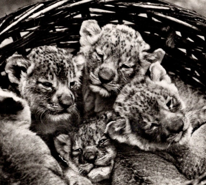 * VTG Continental Young Lion Cubs In A Basket Zoological Garden Switzerland