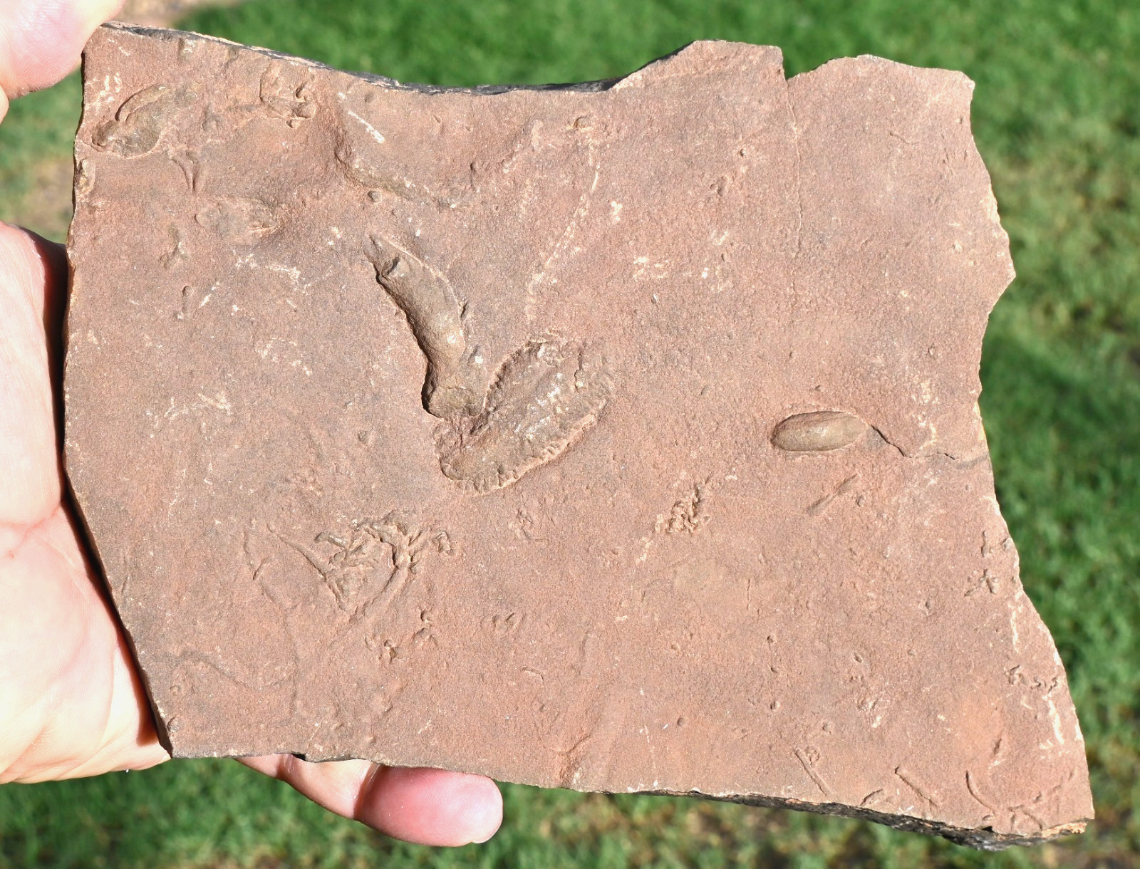 400 Million Year Old Rusophycus (Burrows) and Cruziana, Morocco #1 400 Million Year Old Rusophycus (Burrows) and Cruziana, Morocco #1
