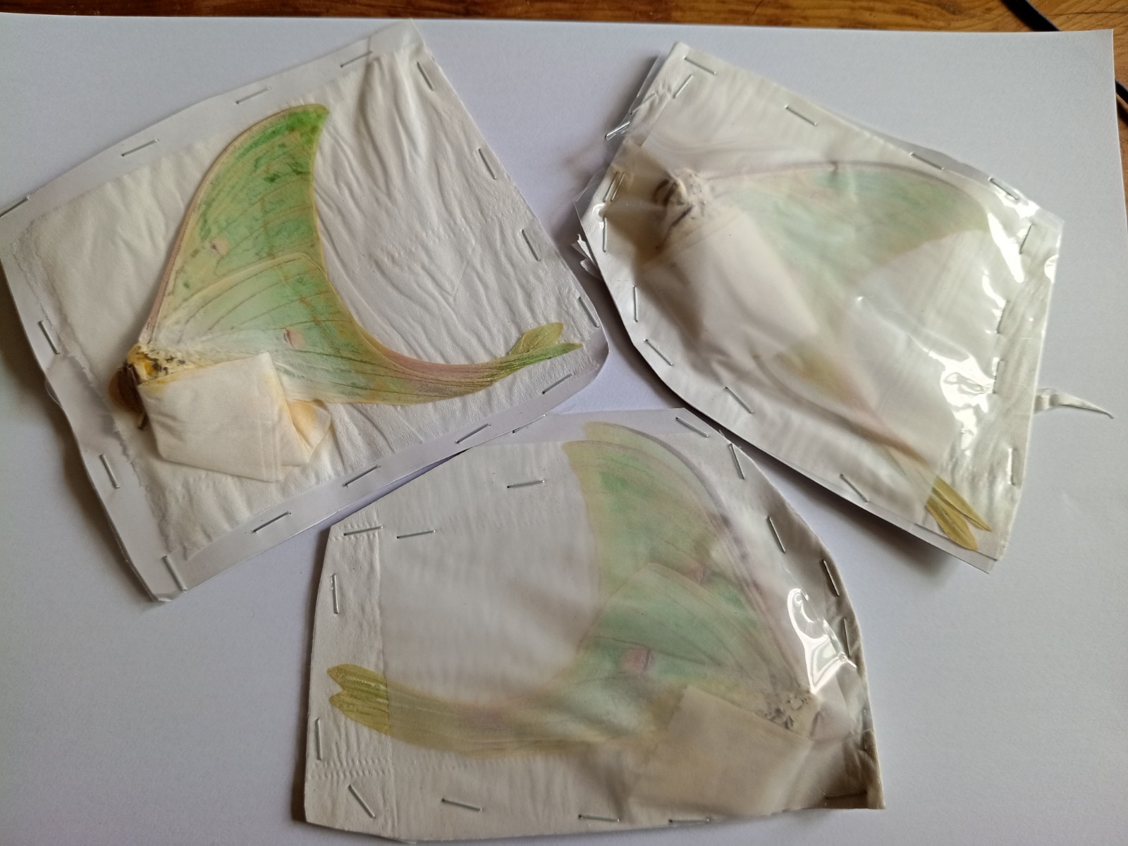 3 Actias Selene A1- Vietnam.SEE PHOTO. Limited number.. 3 Actias Selene A1- Vietnam.SEE PHOTO. Limited number..