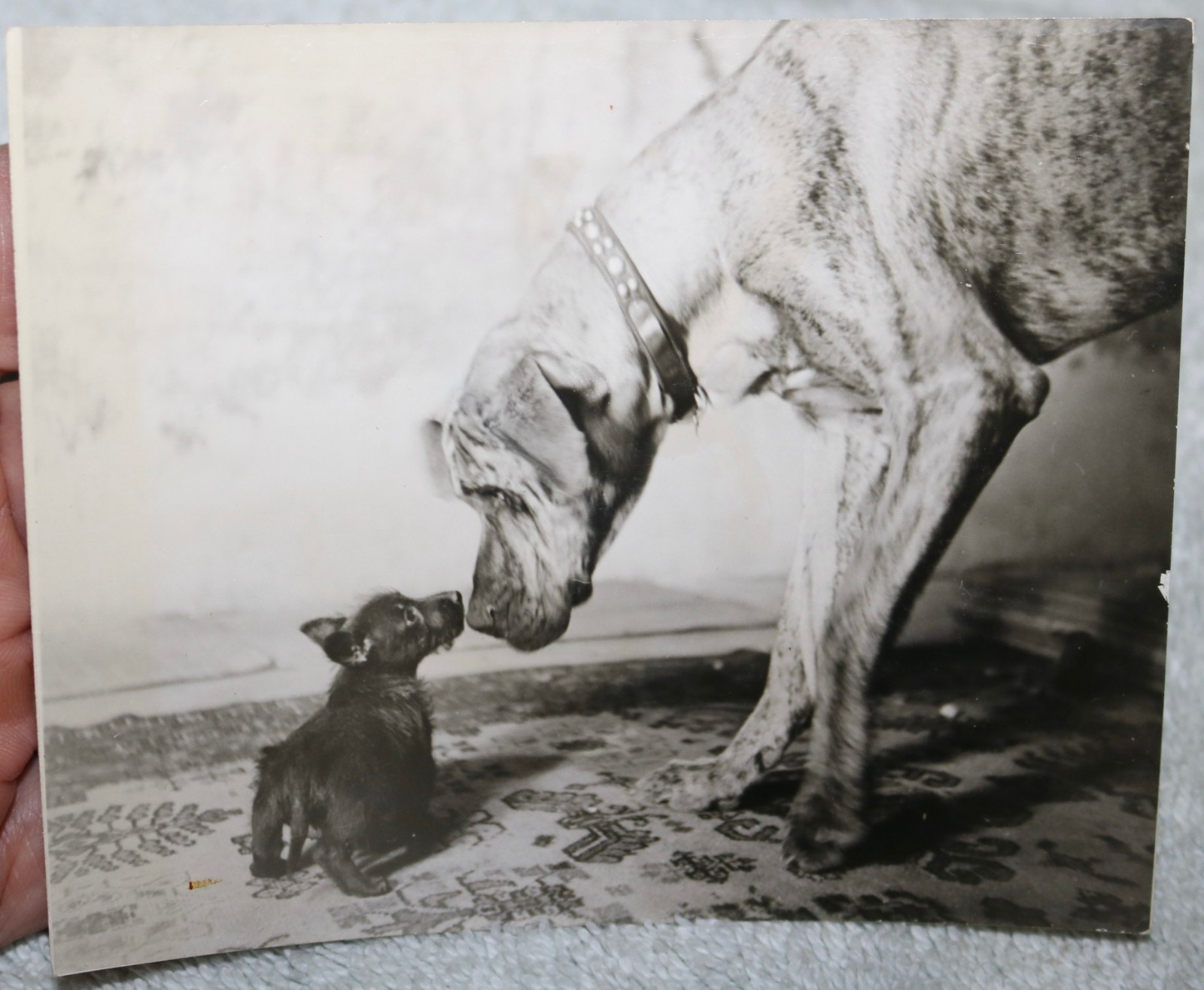 VTGE 1930\'S PHOTO GREAT DANE AND TINY CUTE TERRIER DOG NOSE TO NOSE