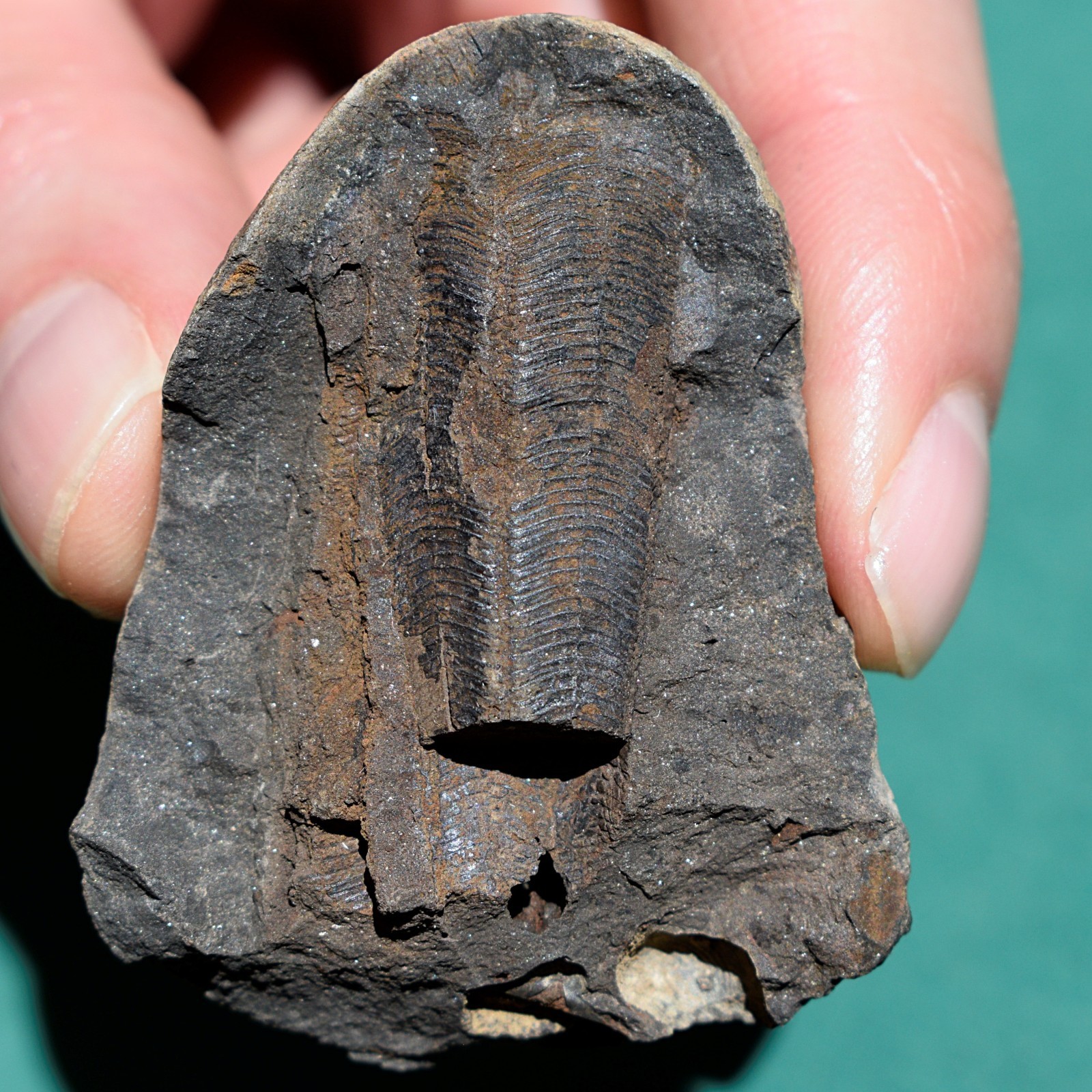 Two conulariid fossils preserved in same nodule concretion from Bolivia devonian Two conulariid fossils preserved in same nodule concretion from Bolivia devonian