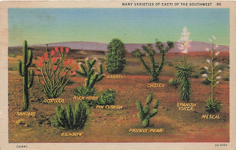 Postcard AZ: Many Varieties of Cacti of the Southwest, Linen Postcard AZ: Many Varieties of Cacti of the Southwest, Linen