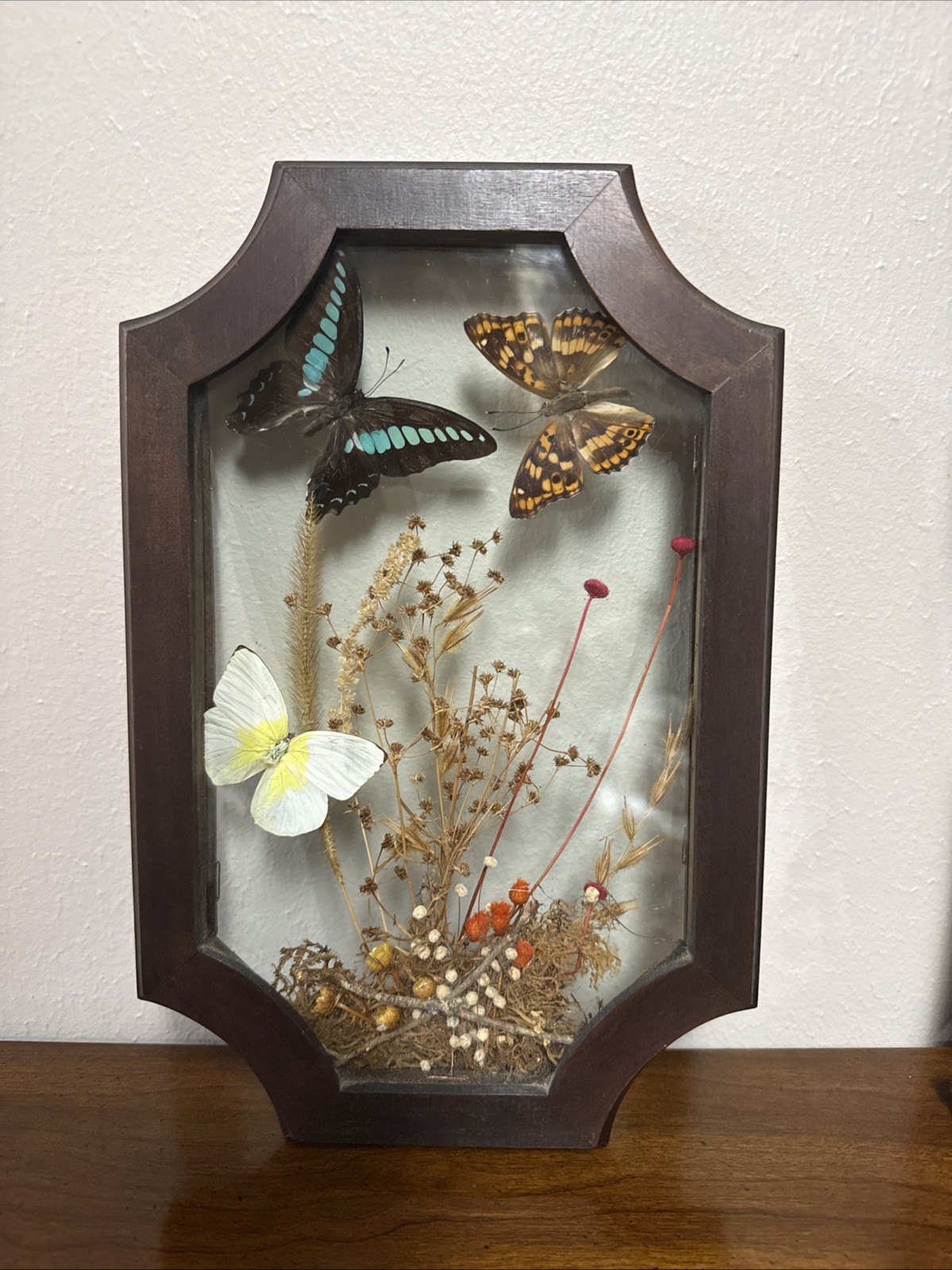 Vintage Real Butterflies & Flowers Entomology Shadow Box Framed Glass 11.5x 7.5\