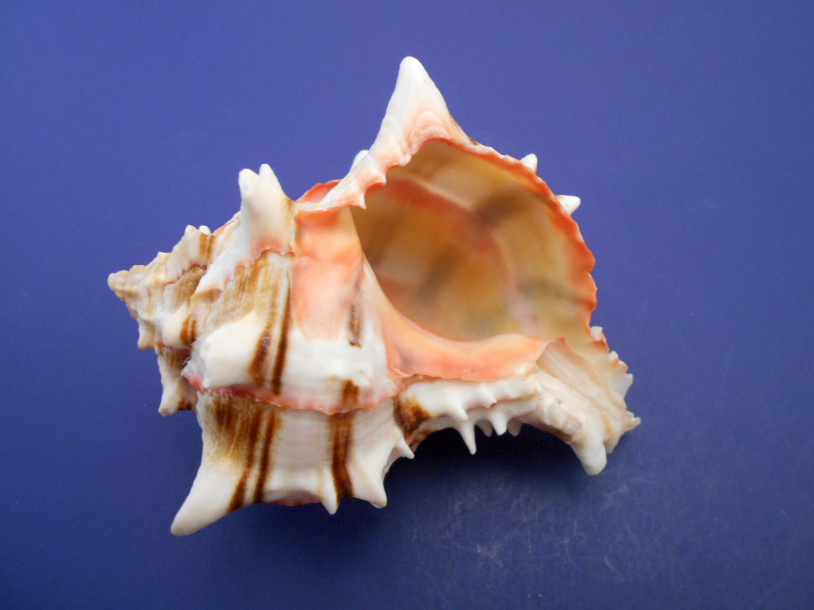 Murex Brassica Shell 3-4