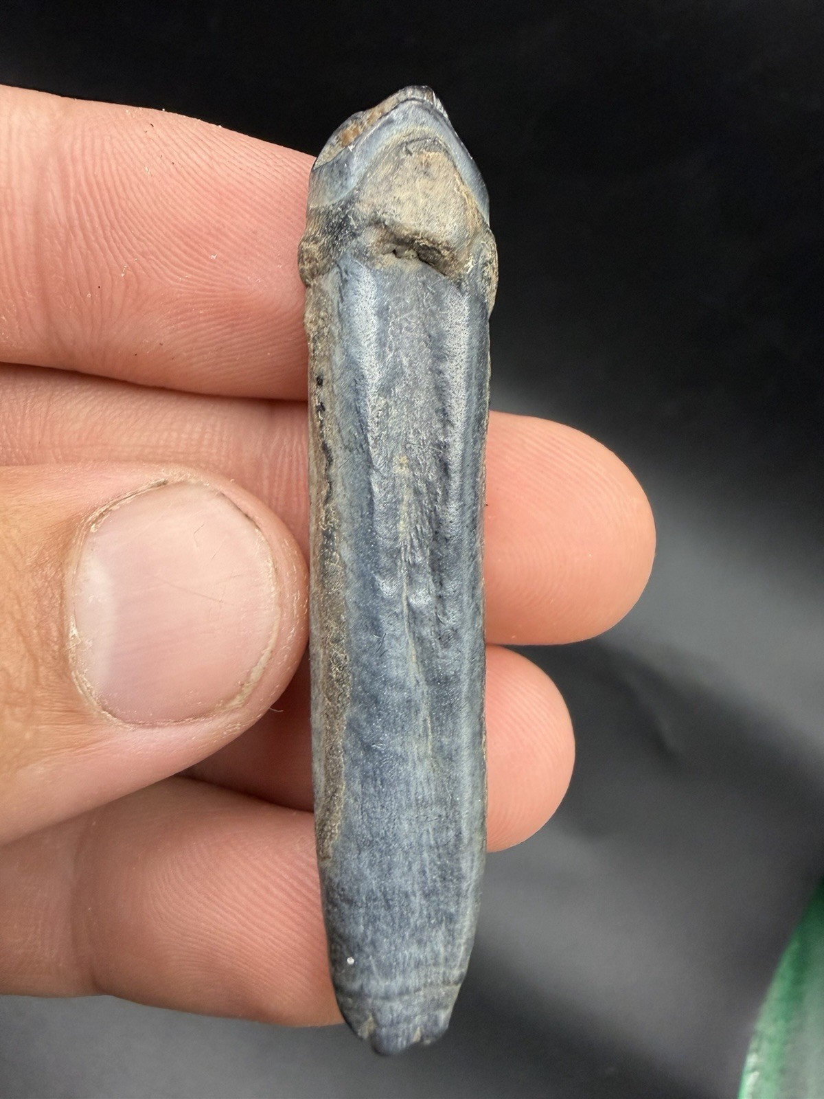 Beautiful Blue Horse Tooth Fossil Ice Age Era Beautiful Blue Horse Tooth Fossil Ice Age Era
