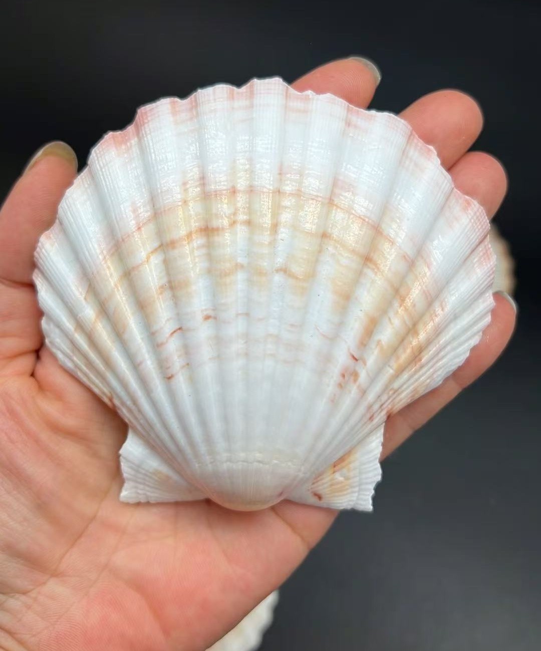 6 PC Large Great Scallop Sea Shells, Irish Baking Shells, 3.5Inch ~ 4 Inches 6 PC Large Great Scallop Sea Shells, Irish Baking Shells, 3.5Inch ~ 4 Inches