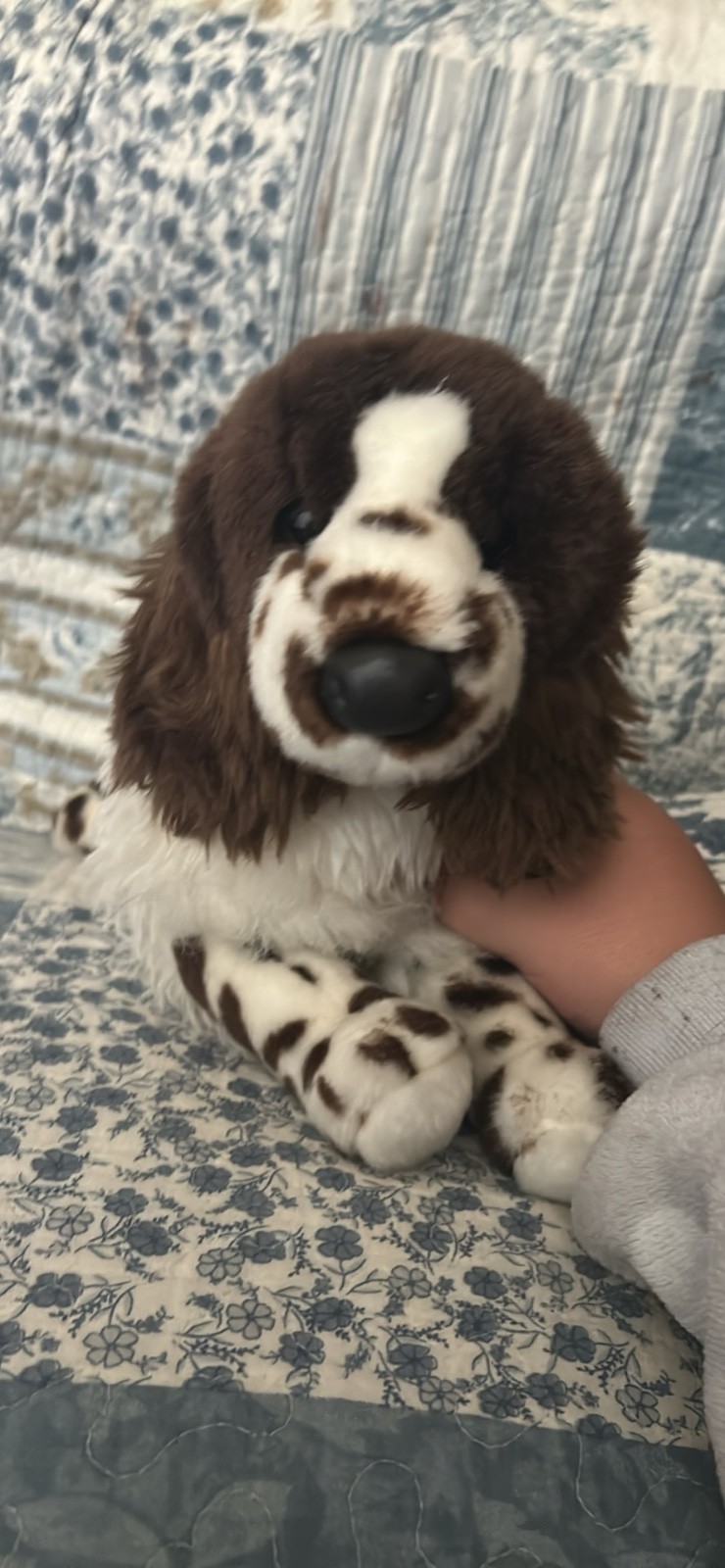 retired Douglas springer spaniel. White and brown. 14 inches long.12 inches tall