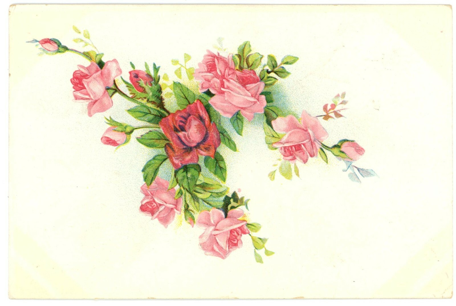 Pink & Red Roses Floral Art Divided Back Postcard c1910 Unused