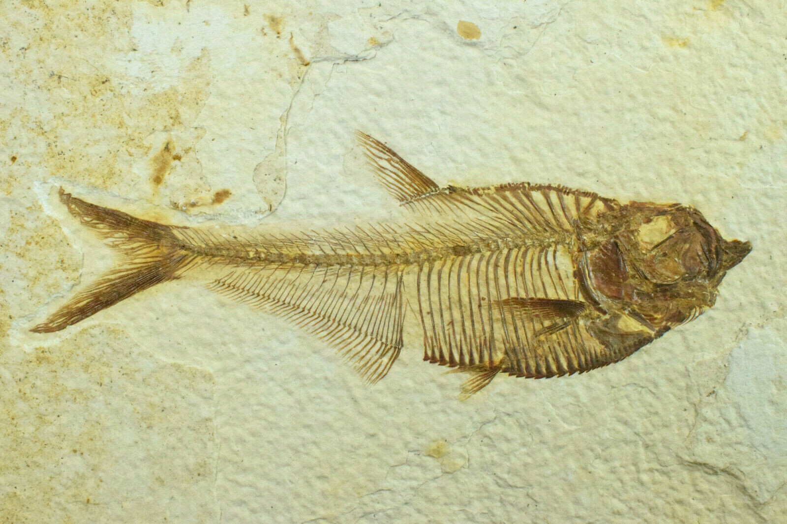 A Grade Diplomystus dentatus Fossil Fish Green River Formation Wyoming A Grade Diplomystus dentatus Fossil Fish Green River Formation Wyoming