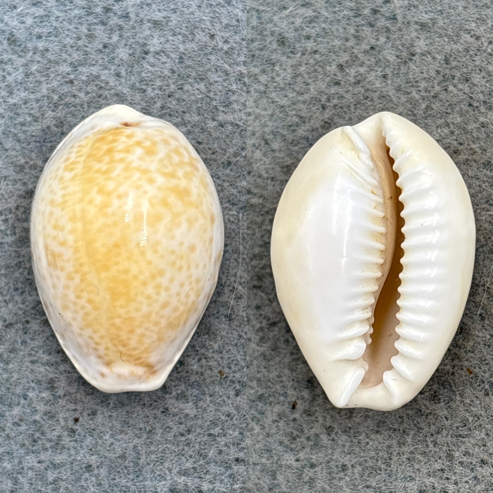 #2 Cypraea cernica 25.8mm F Mauritius