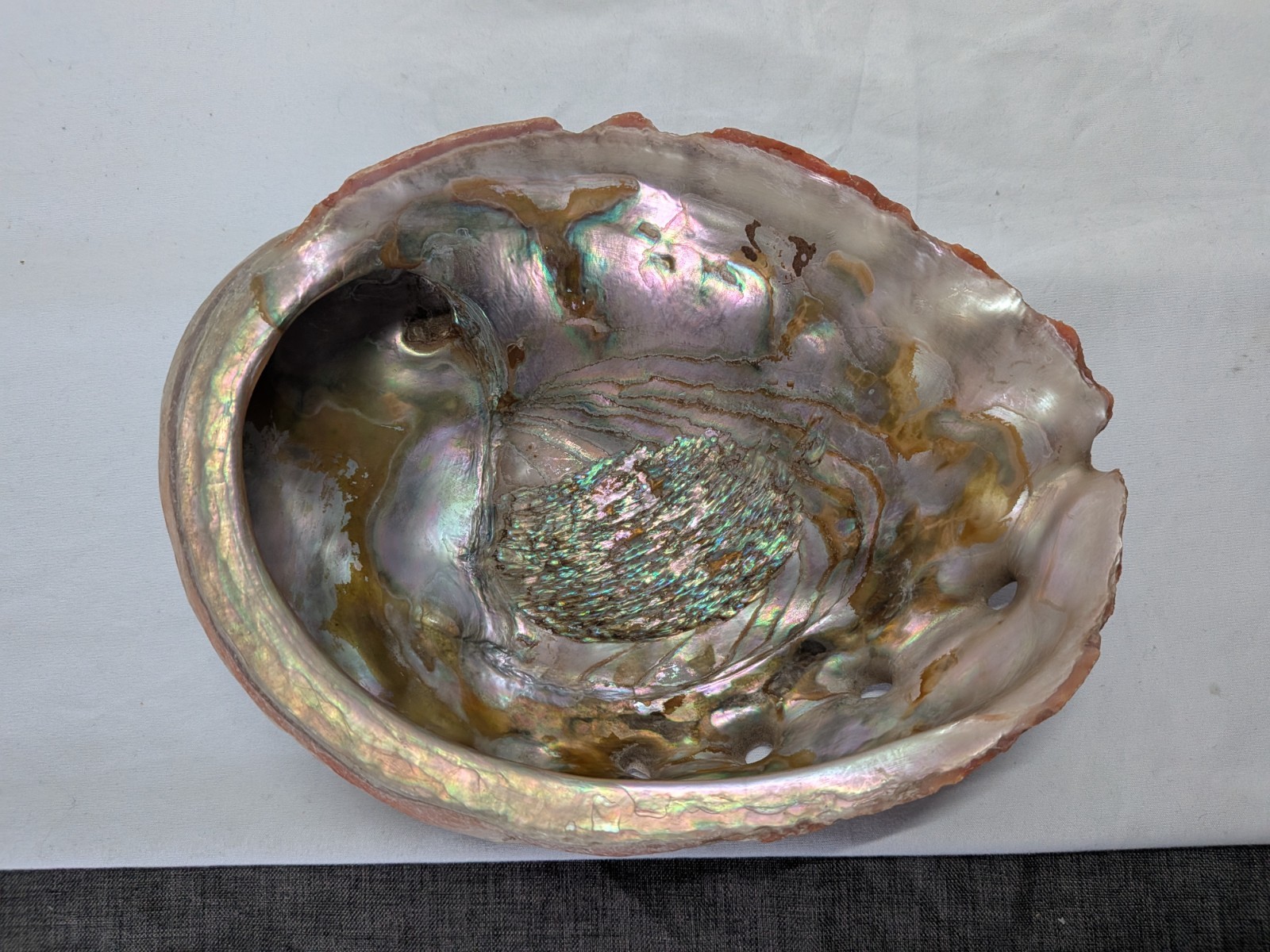 Large 9 inch Red Abalone Shell Iridescent Nacre Beautiful color Large 9 inch Red Abalone Shell Iridescent Nacre Beautiful color