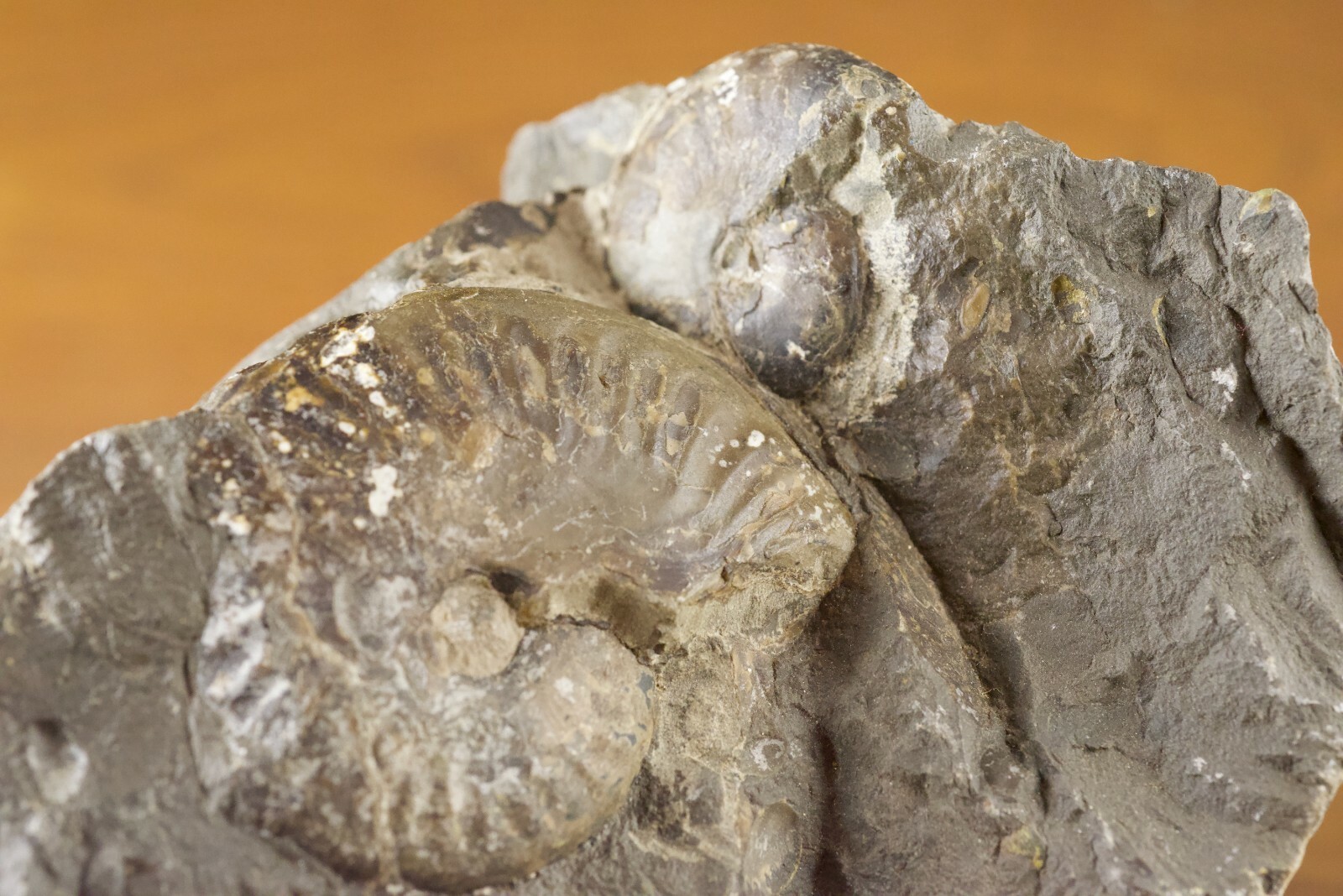 Fossilized Grammoceras ammonites in shale matrix - Jurassic, Whitby, UK, ~180 Ma