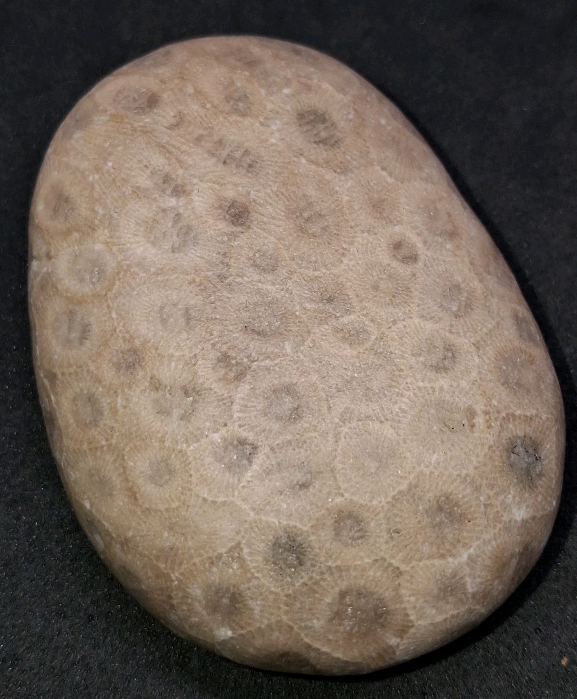 Petoskey Stone Unpolished High-Pattern Hexagonaria Michigan Fossil Coral Rock