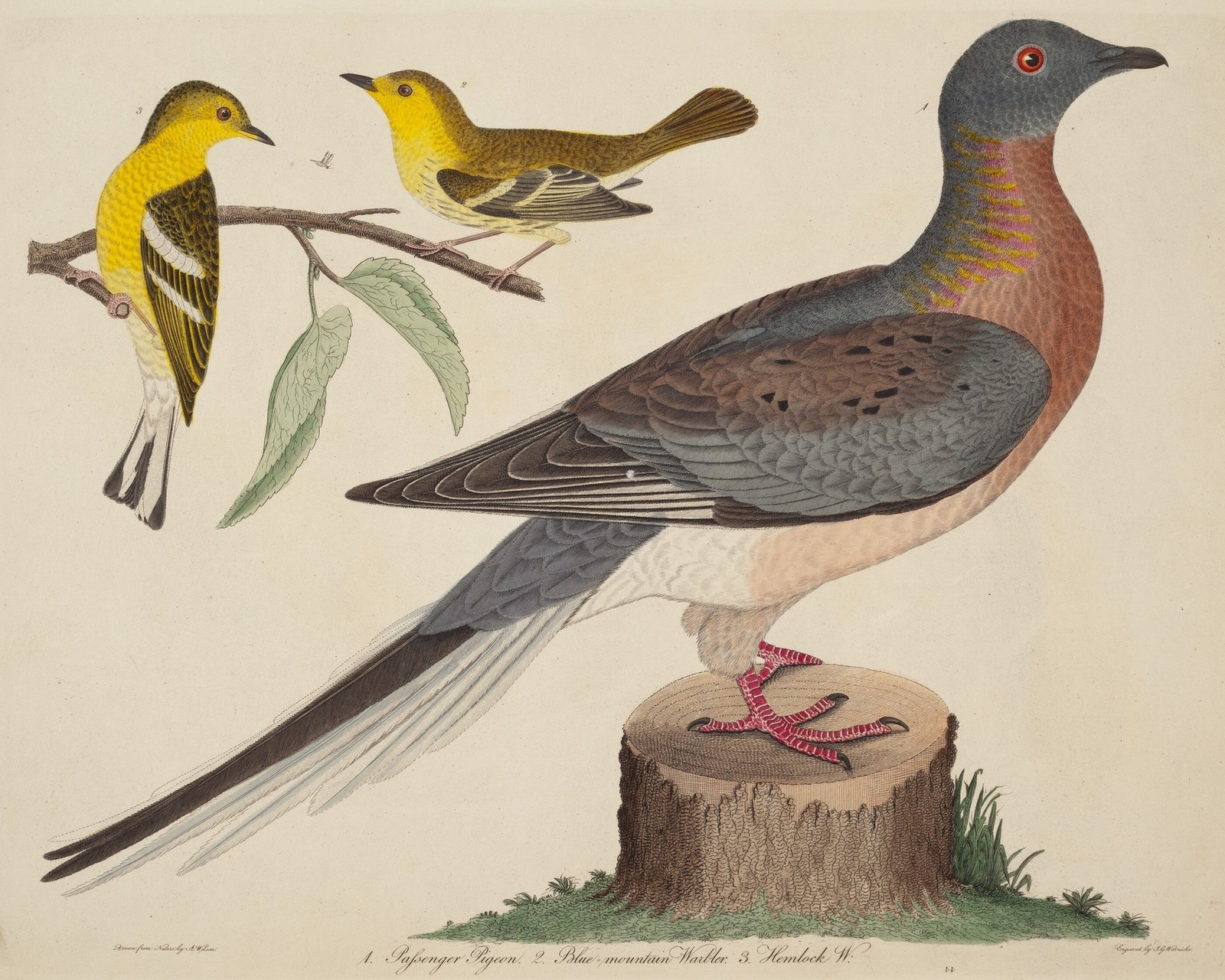 Passenger Pigeon, Blue-mountain Warbler, and Hemlock Warbler 8x10 Picture Print Passenger Pigeon, Blue-mountain Warbler, and Hemlock Warbler 8x10 Picture Print