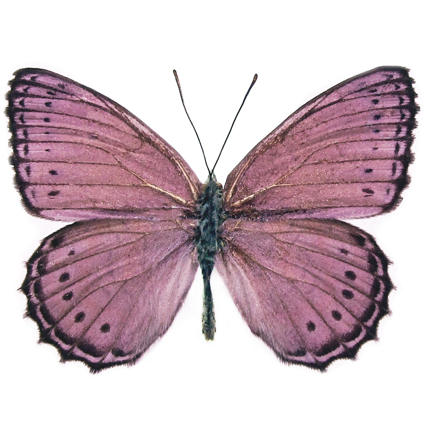 Crenis pechueli RECTO pink purple butterfly Africa UNMOUNTED/WINGS CLOSED