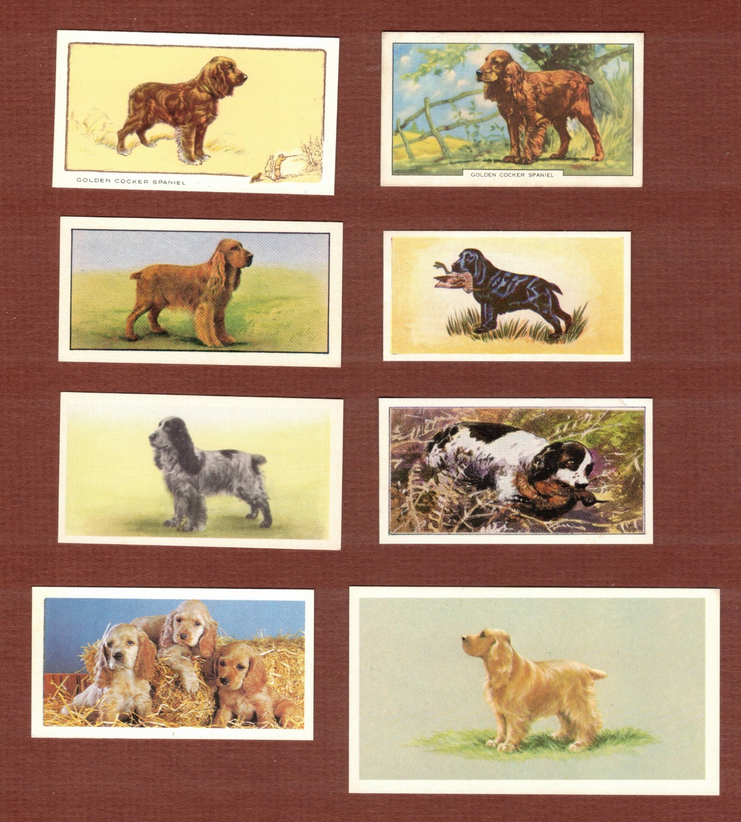 English Cocker Spaniel dog vintage cigarette trade cards set of 8