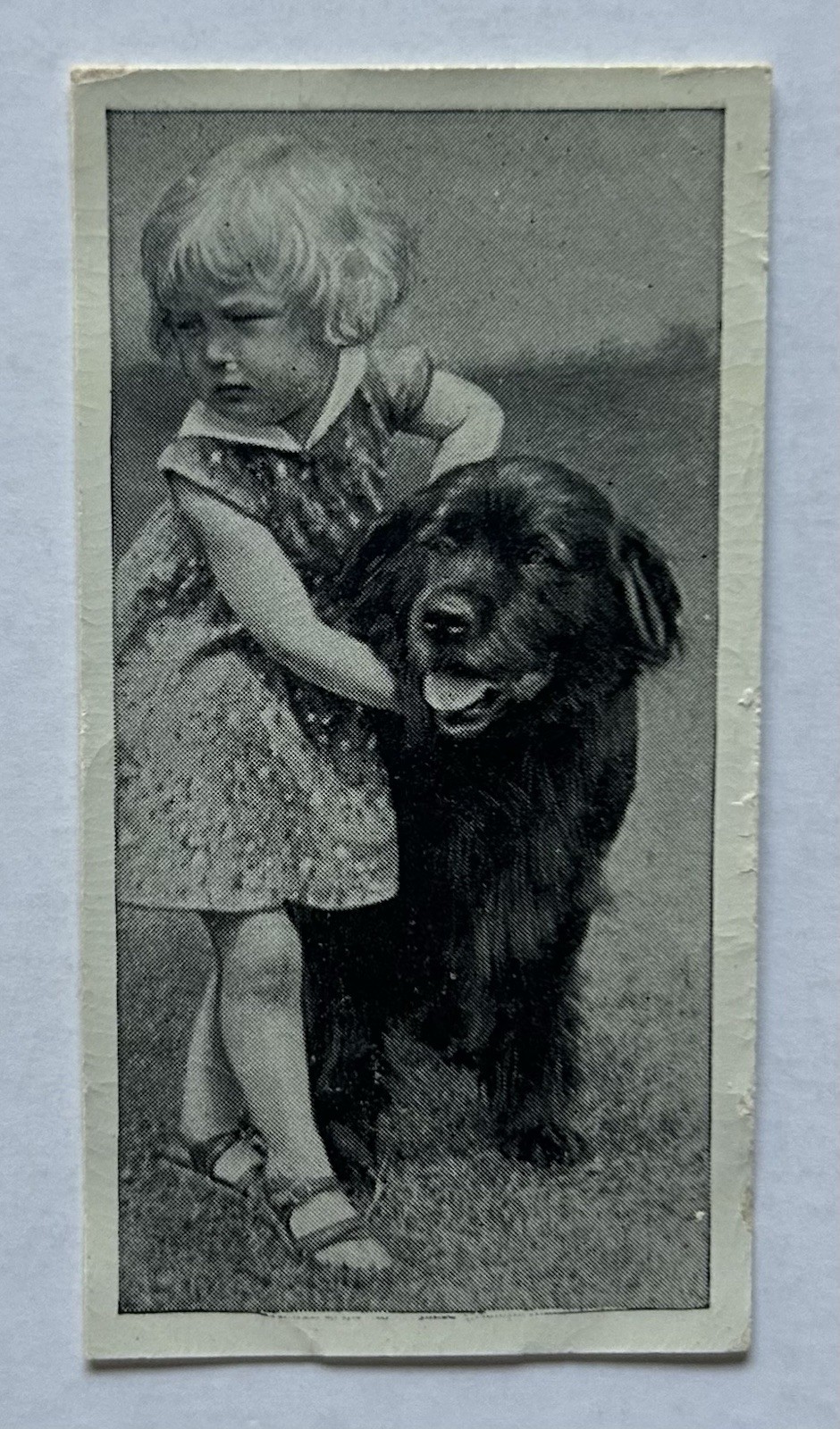 Carreras Dogs & Friend No. 43 Newfoundland Dog Tobacco Card CC43 Carreras Dogs & Friend No. 43 Newfoundland Dog Tobacco Card CC43