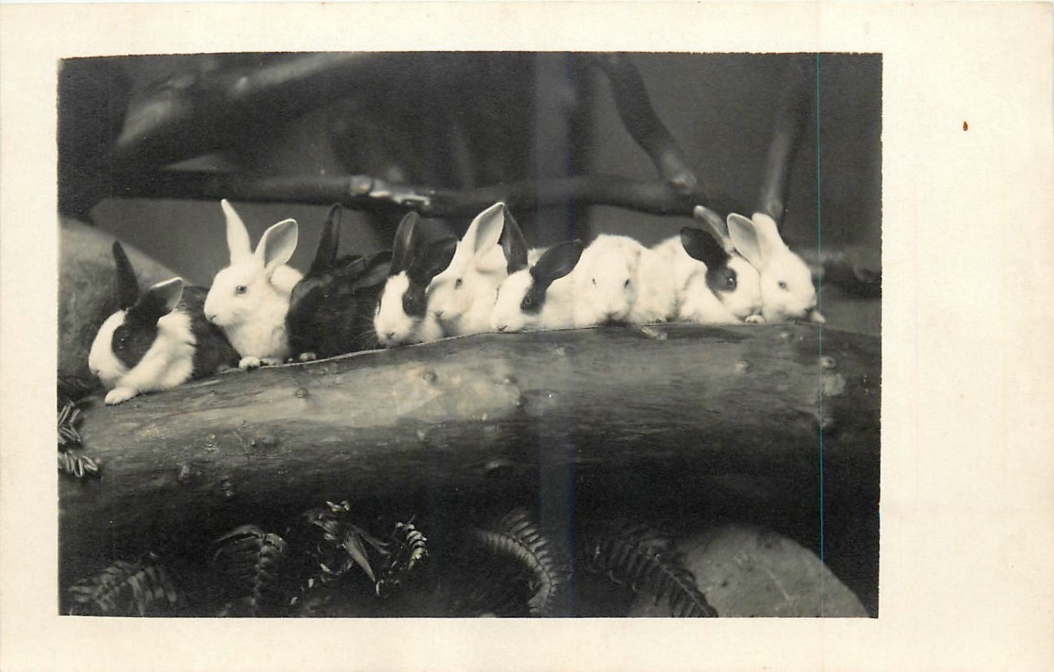 Cute Baby Bunnies Real Photo Postcard RPPC Antique Rabbit Animal Pet Zoo c1910