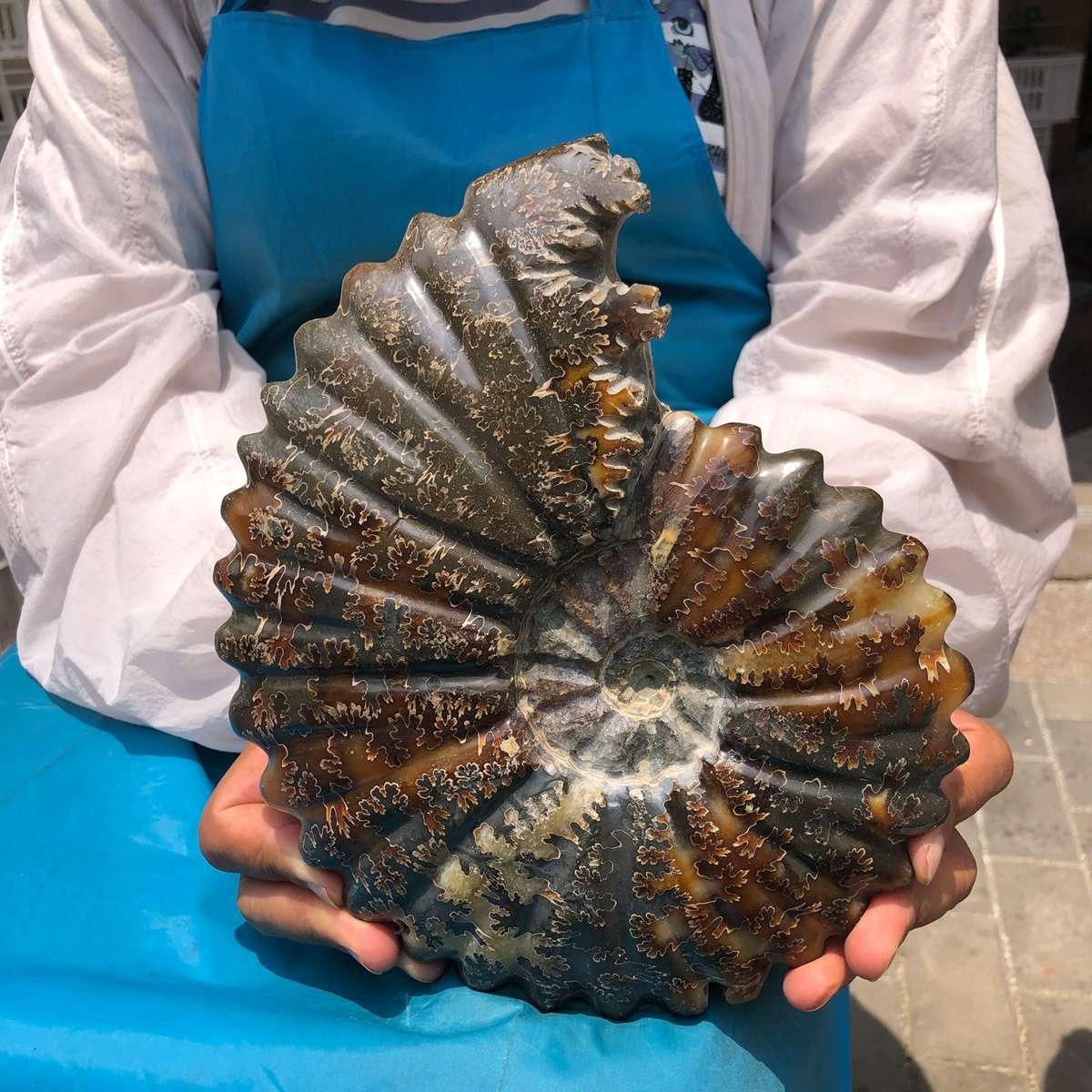 4.95LB TOP Natural Fengshen Fossil Conch Crystal Mineral Specimen Healing 6073