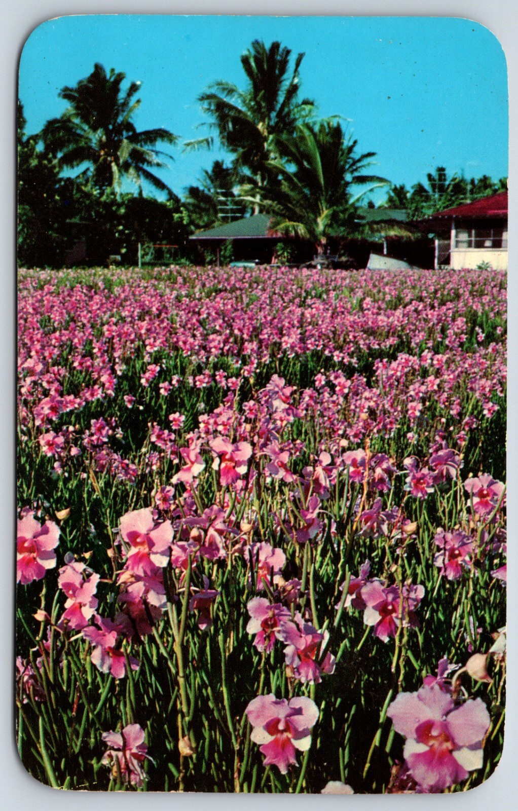 Postcard Vanda Orchids, Vanda \ Postcard Vanda Orchids, Vanda \