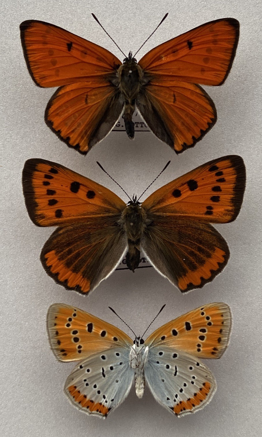 A Pair of First Generation Large Copper Butterfly Set Specimens, ex Woodwalton A Pair of First Generation Large Copper Butterfly Set Specimens, ex Woodwalton