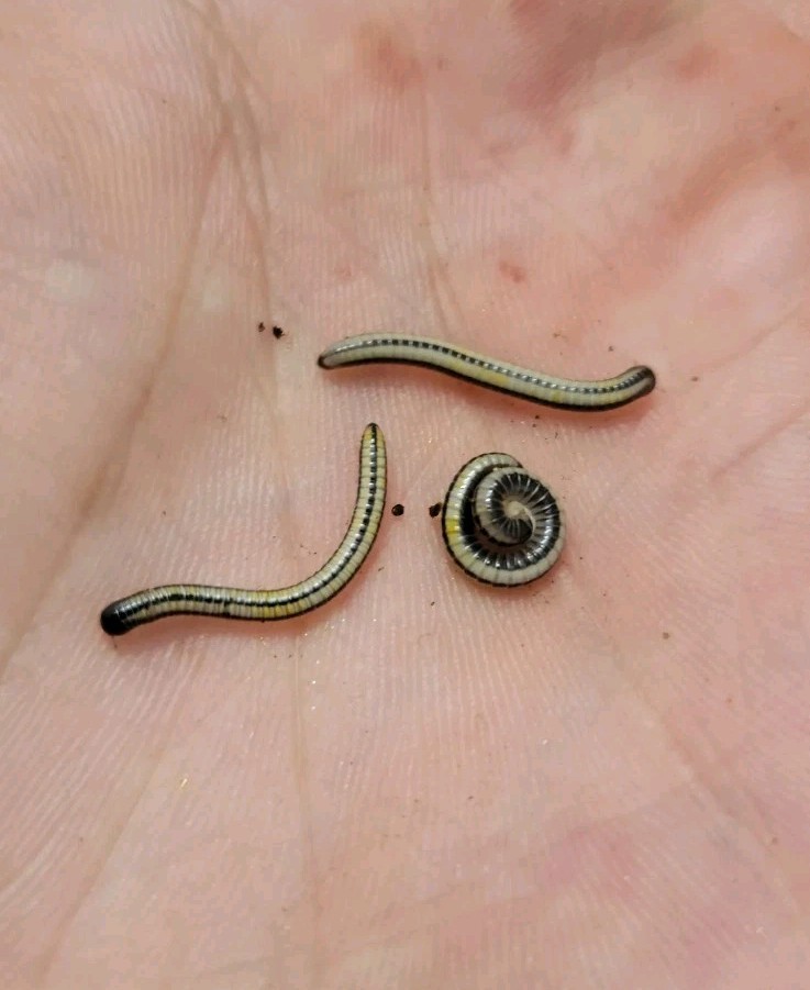 Hawaiian Striped Millipedes (Spirobolellus sp. maui) Millipedes 10 Ct Hawaiian Striped Millipedes (Spirobolellus sp. maui) Millipedes 10 Ct