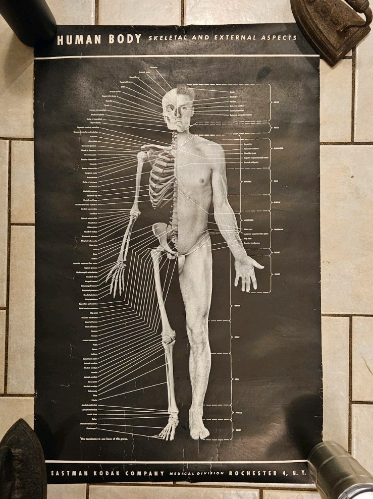 Vintage 1940s Original - Early Human Body Poster by Eastman Kodak Company Vintage 1940s Original - Early Human Body Poster by Eastman Kodak Company