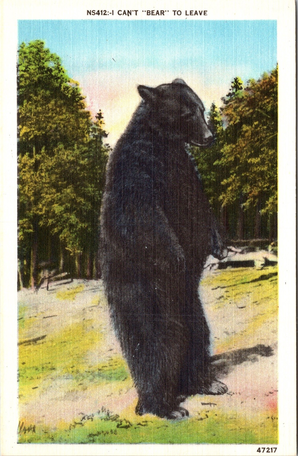 Vintage Asheville NC Postcard Black Bear \