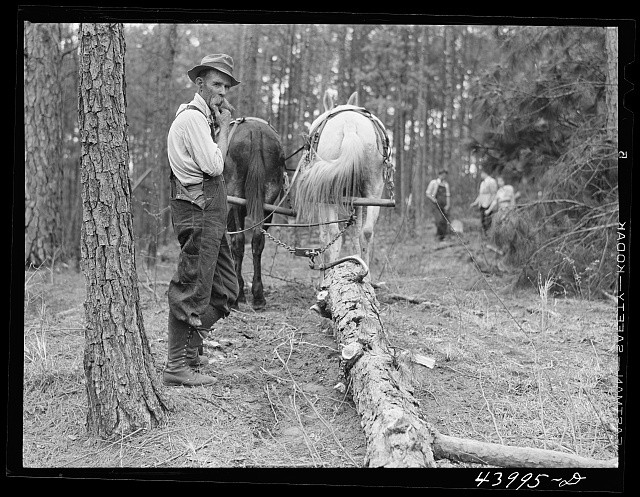Photo:Hauling logs with mules. Heard County, Georgia