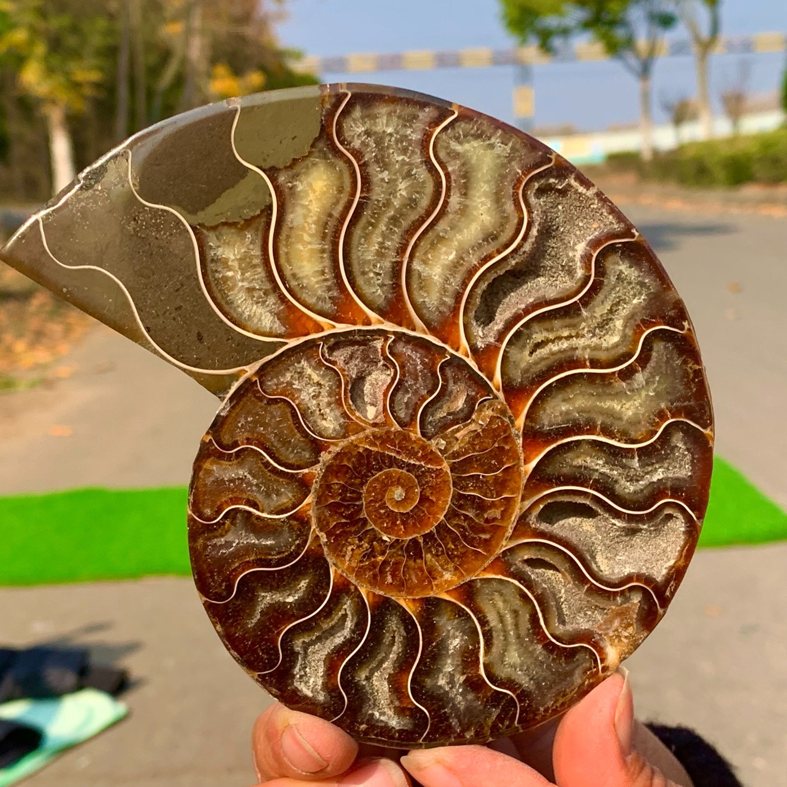 268G Rare Natural tentacle ammonite crystal  specimen mineral treatment A214
