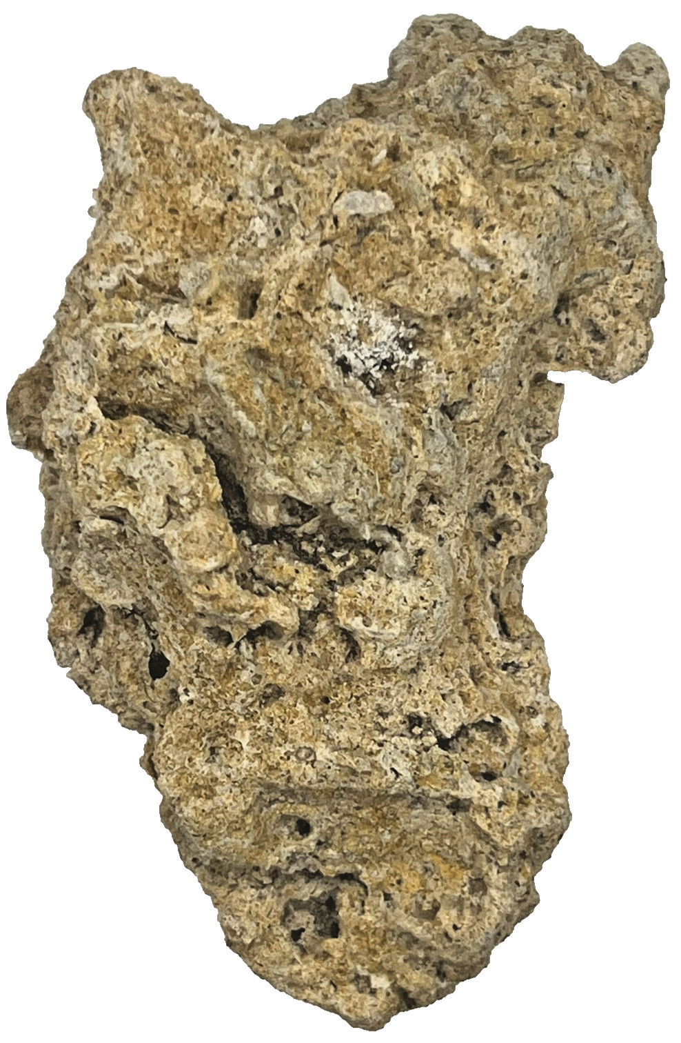 Medium Unidentified Fossil Specimen | RARE 3D Soft-Body Geometry | SEE VIDEO