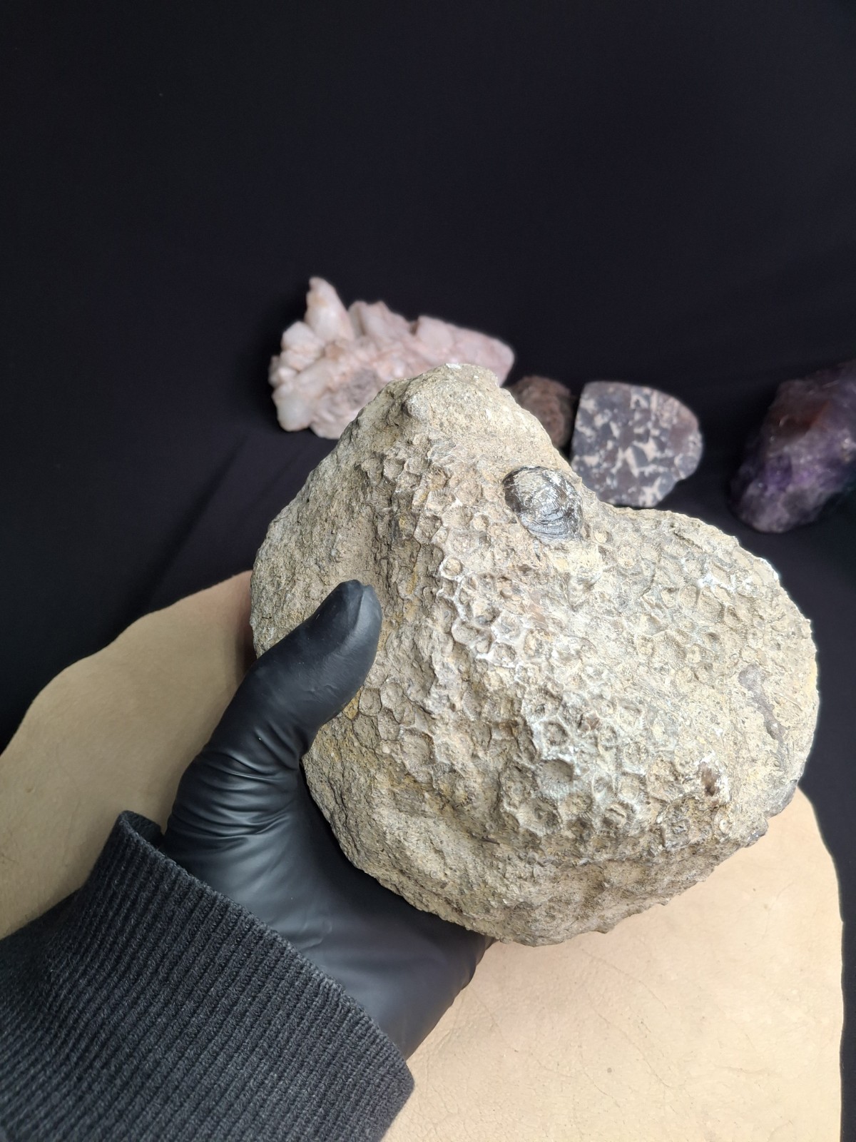 Petoskey Stone 6 Lb Raw Specimen - Excellent preservation Great color Michigan 