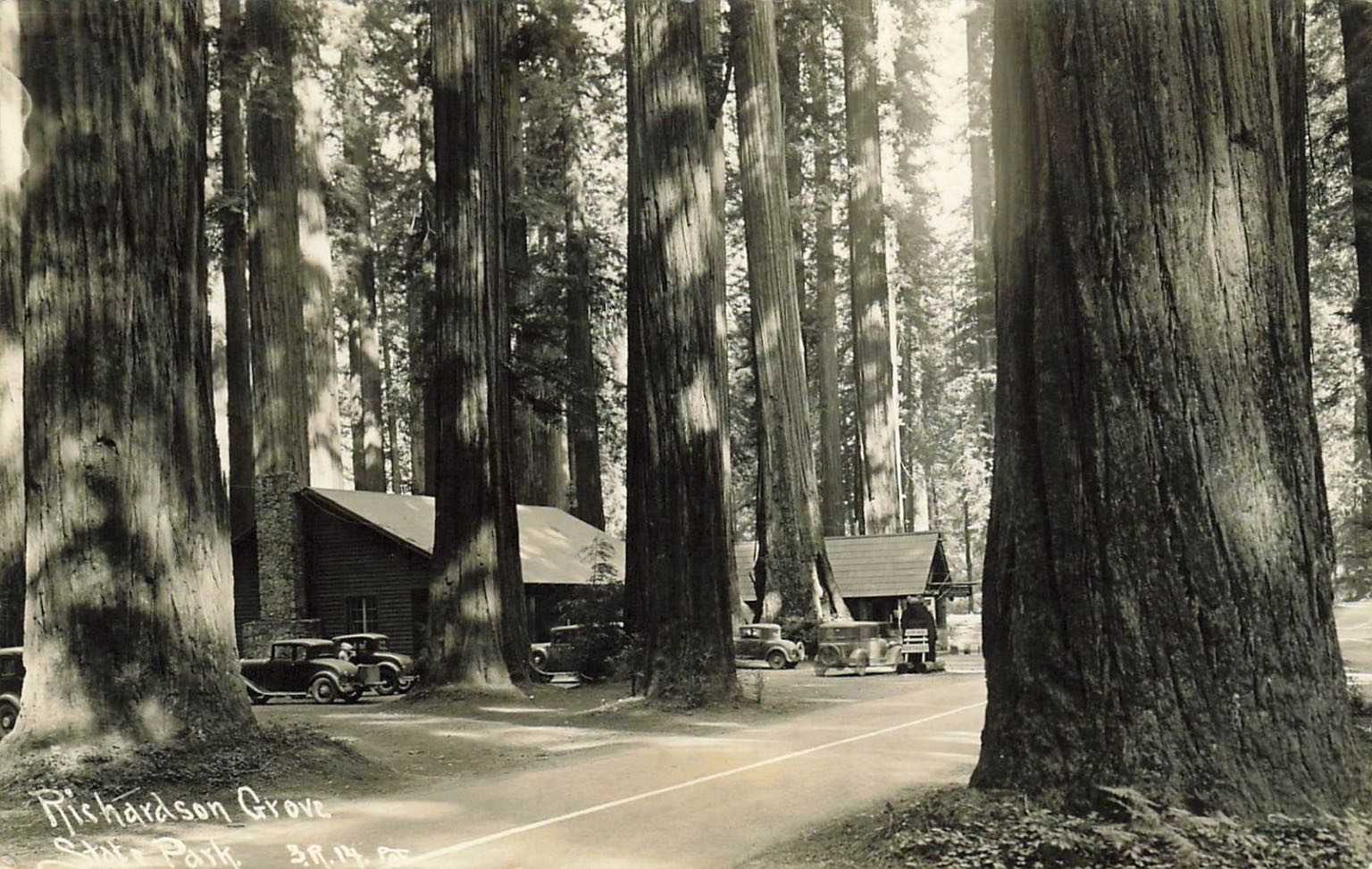 Richardson Grove State Park California Redwood Forest RPPC Vintage Humboldt Richardson Grove State Park California Redwood Forest RPPC Vintage Humboldt