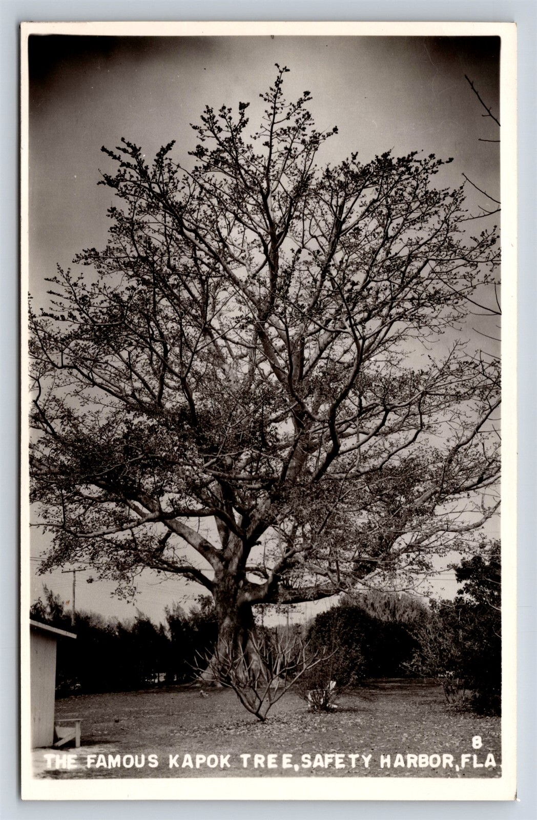 Postcard FL Safety Harbor Florida Famous Kapok Tree RPPC c1950s K38 Postcard FL Safety Harbor Florida Famous Kapok Tree RPPC c1950s K38