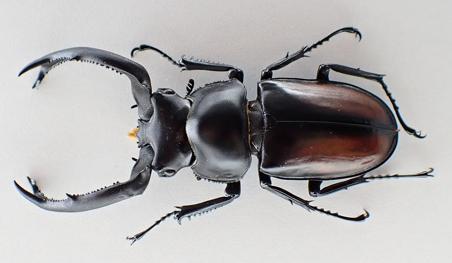 F47571. Lucanidae: Rhaetulus crenatus tsutsui. Central Vietnam. 67mm? Very big