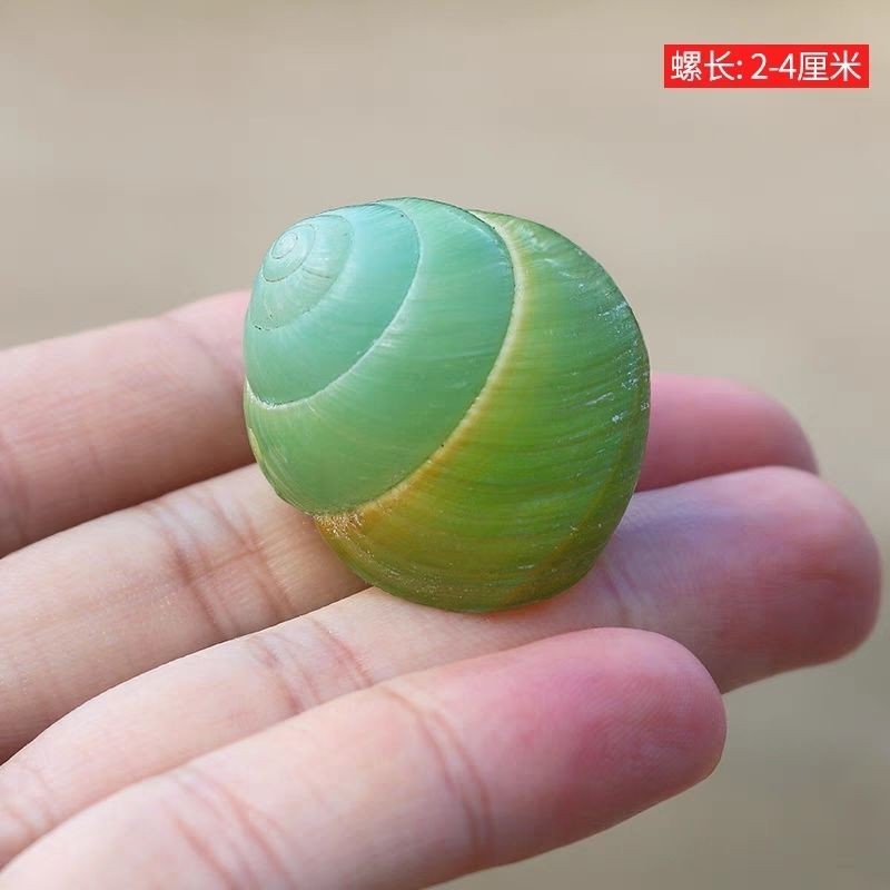 3-4CM Snail Shell Natural Shell with Natural Color Hermit Crab Replacement 1PC