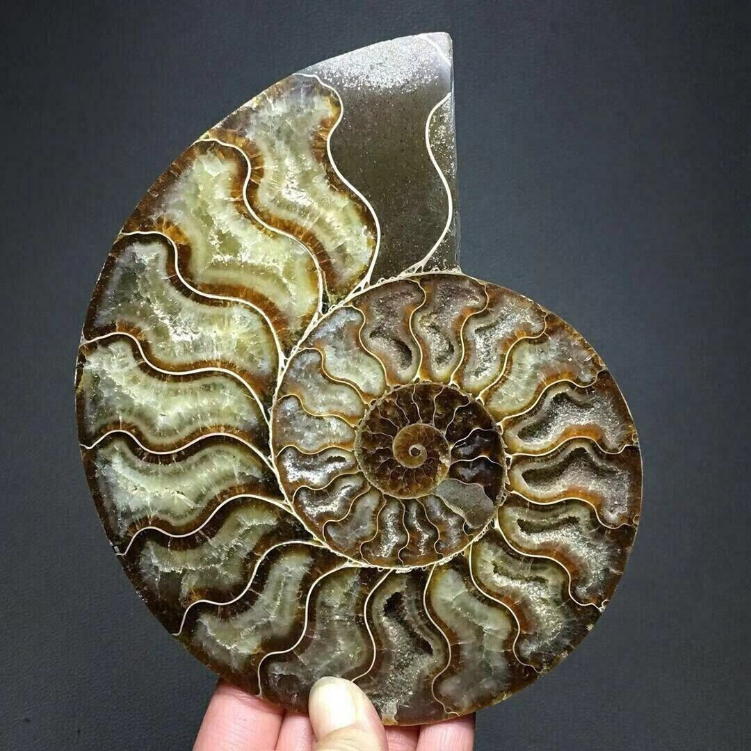 1pc Natural ammonite conch Crystal specimen healing Reiki 140g+