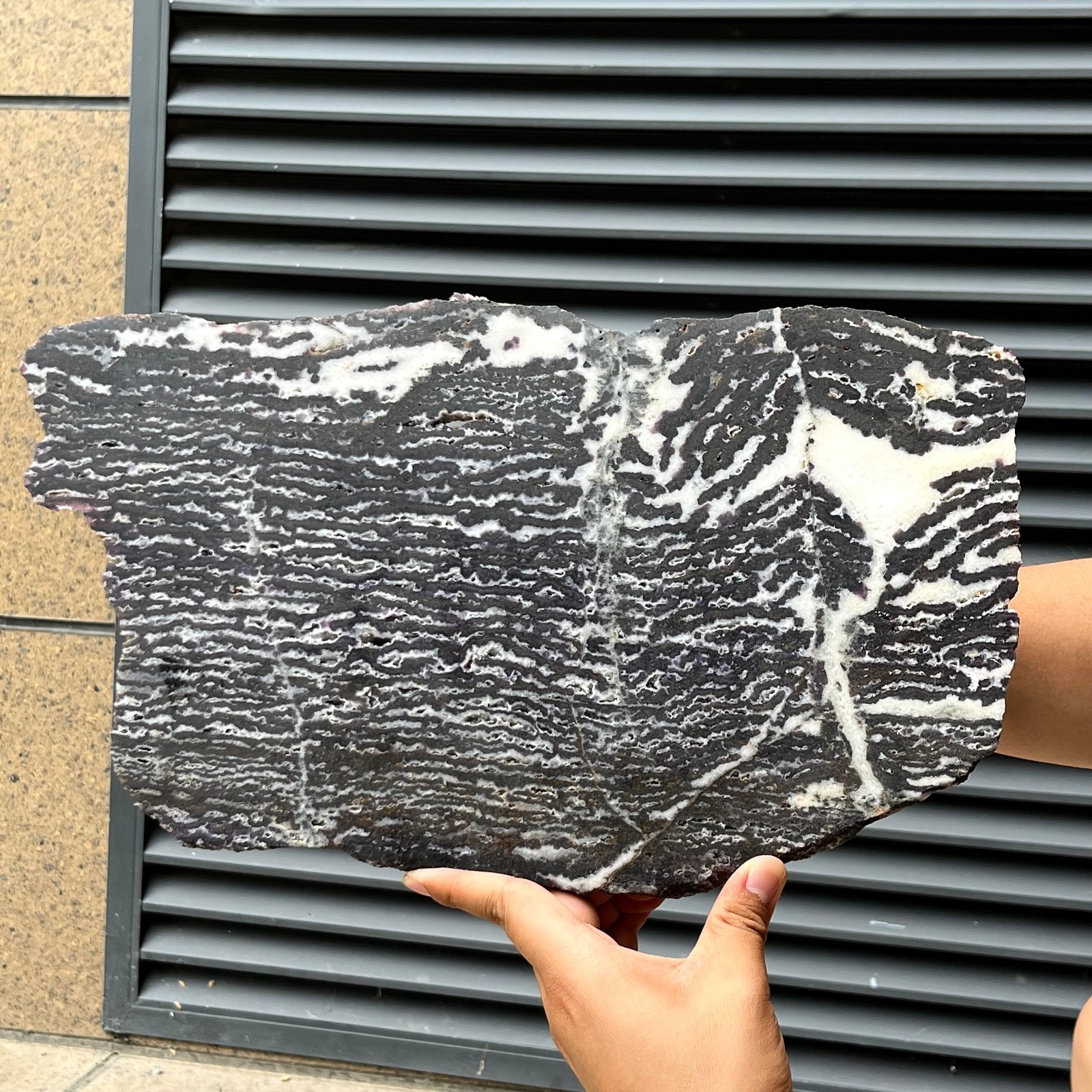 3.9 lb  Natural Zebra Stone Polished Slice Black White Stripe Crystal Specimen