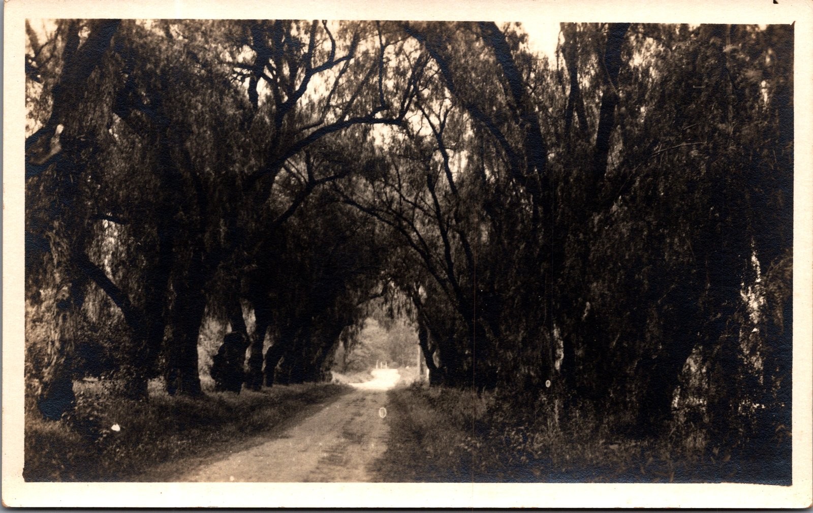 Antique RPPC Postcard Tree Lined Country Road Rural Scene Unposted Antique RPPC Postcard Tree Lined Country Road Rural Scene Unposted