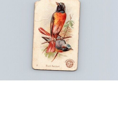1880s-90s Arm & Hammer Beautiful Birds Black Redstart No 17