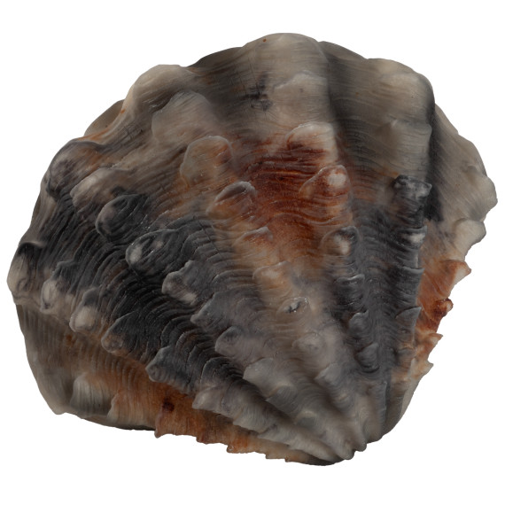 Barbara King Illuminated Sandstone Seashell Collection (Clam Shell) Barbara King Illuminated Sandstone Seashell Collection (Clam Shell)