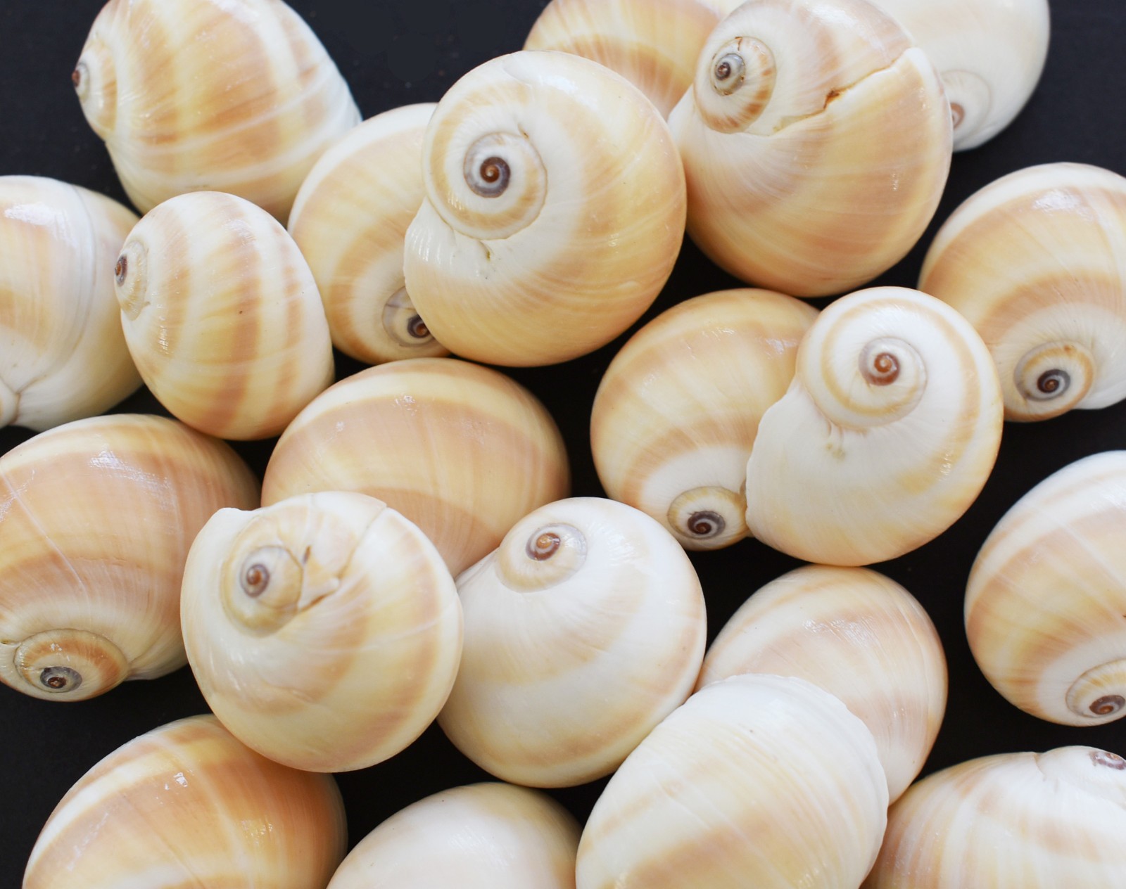 50 Shark Eye Moon Shells (1\