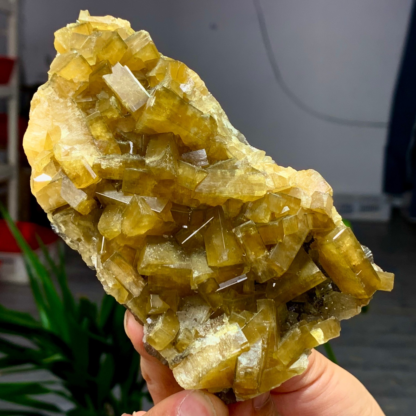 1.58LB Natural
