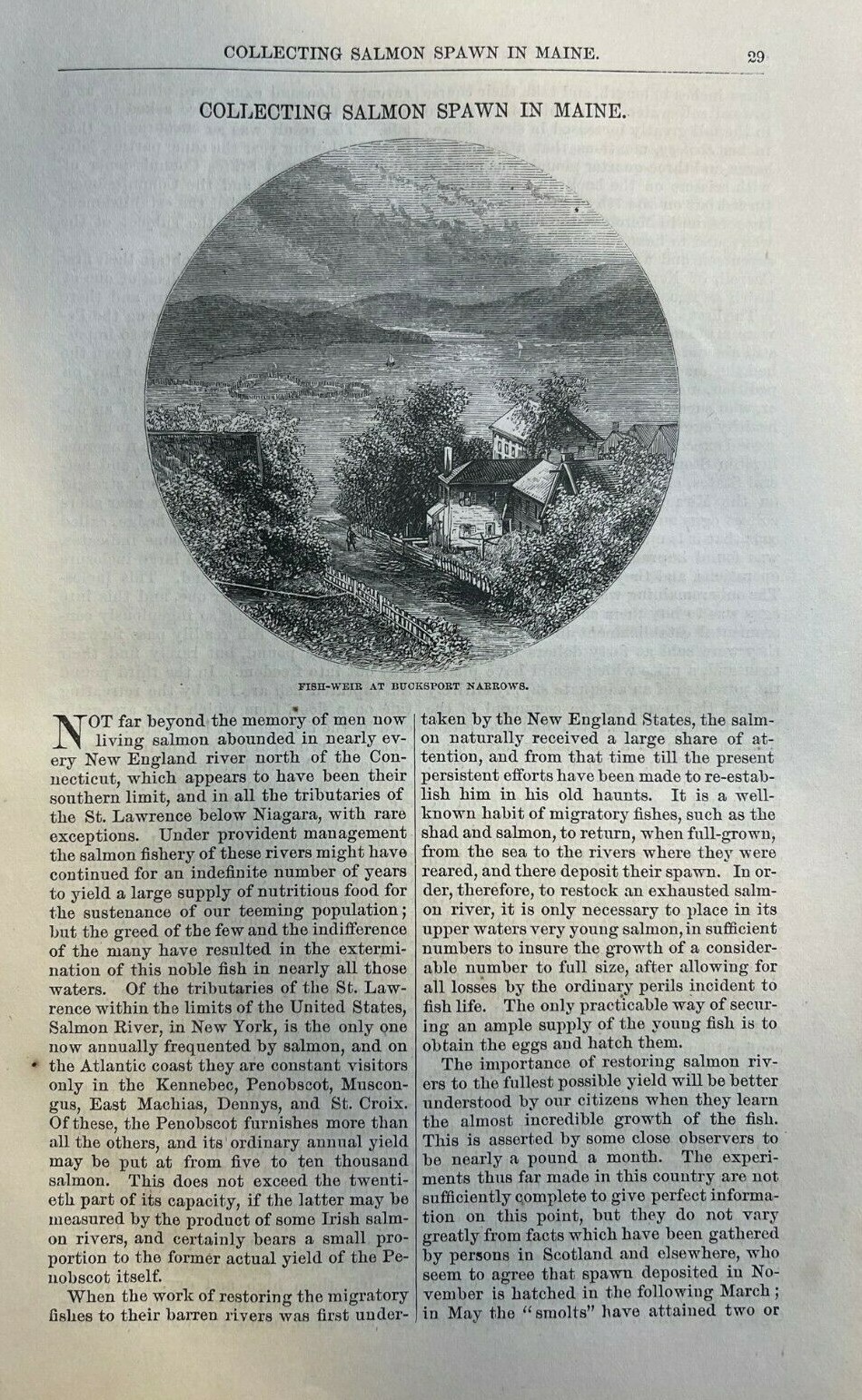 1874 Salmon Fishing Collecting Salmon Spawn in Maine illustrated 1874 Salmon Fishing Collecting Salmon Spawn in Maine illustrated