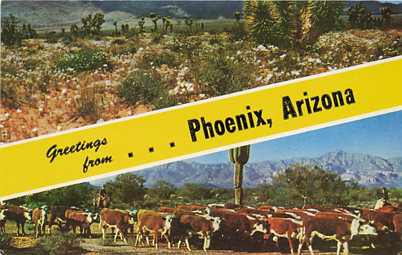 Postcard AZ: Greetings from Phoenix, Arizona, Desert & Cattle Drive Postcard AZ: Greetings from Phoenix, Arizona, Desert & Cattle Drive