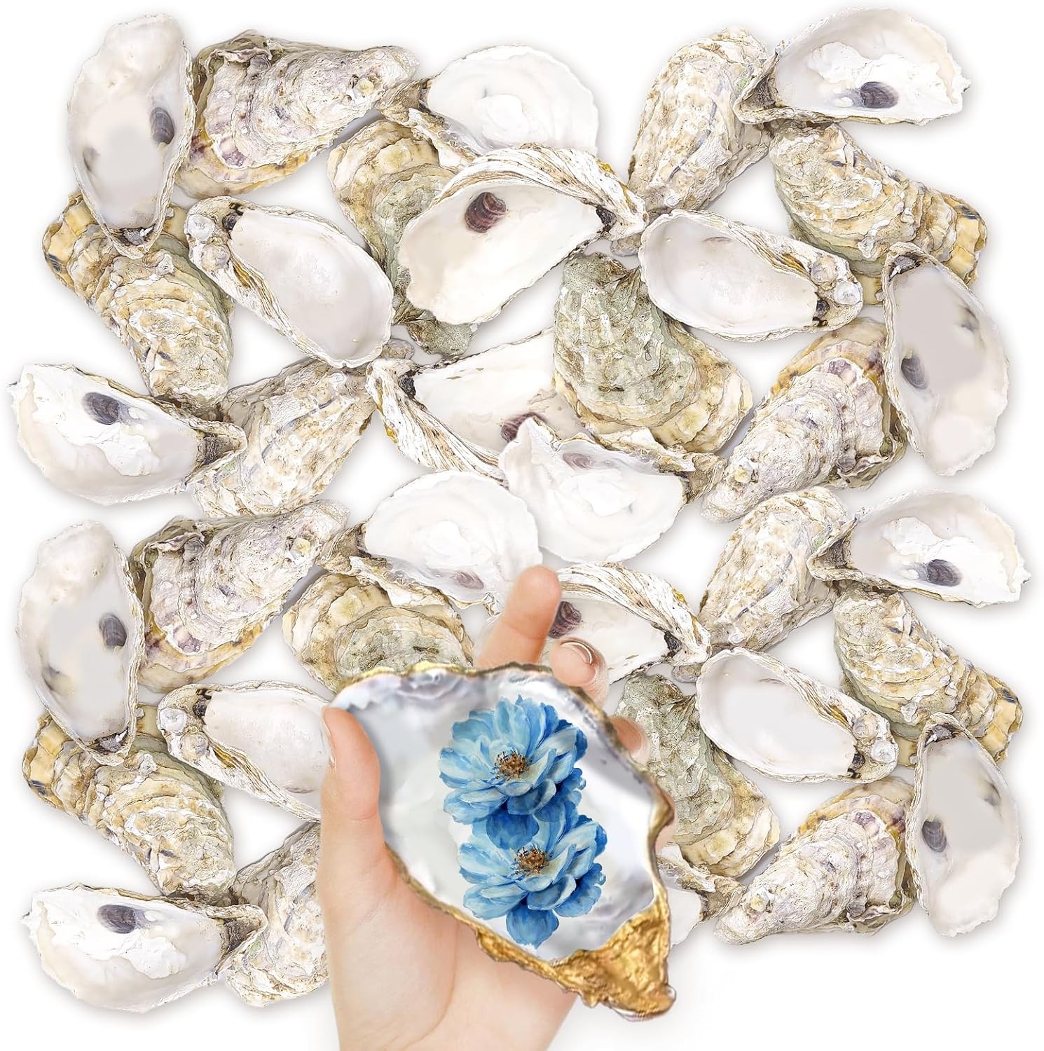 36PCS Oyster Shells 5 36PCS Oyster Shells 5