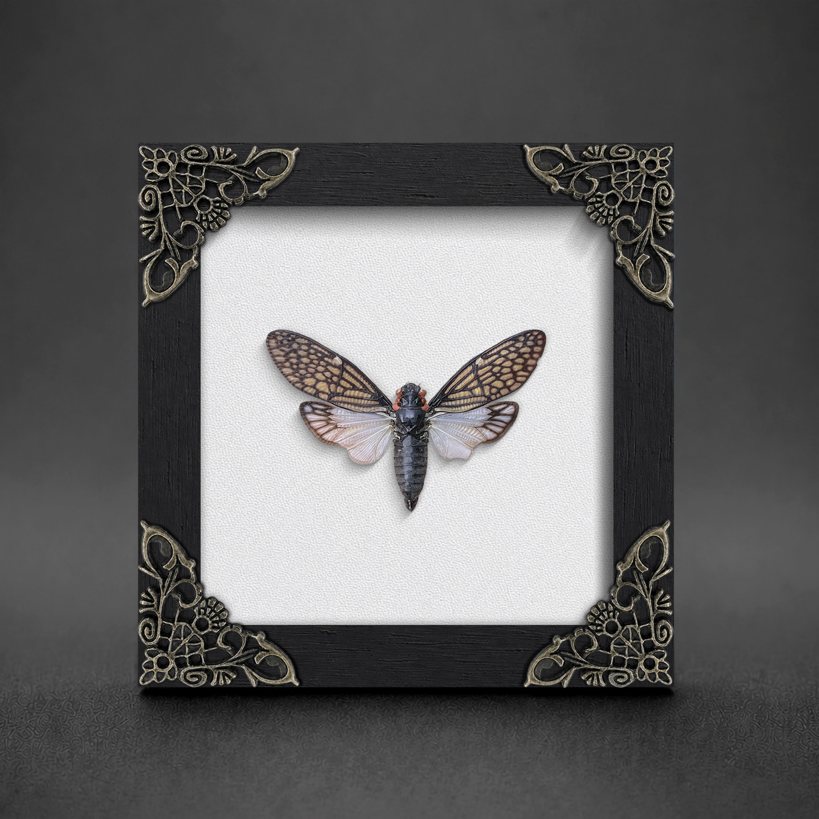 Real Framed Cicada Specimen Insect Taxidermy Curiosity Decor Nature Display
