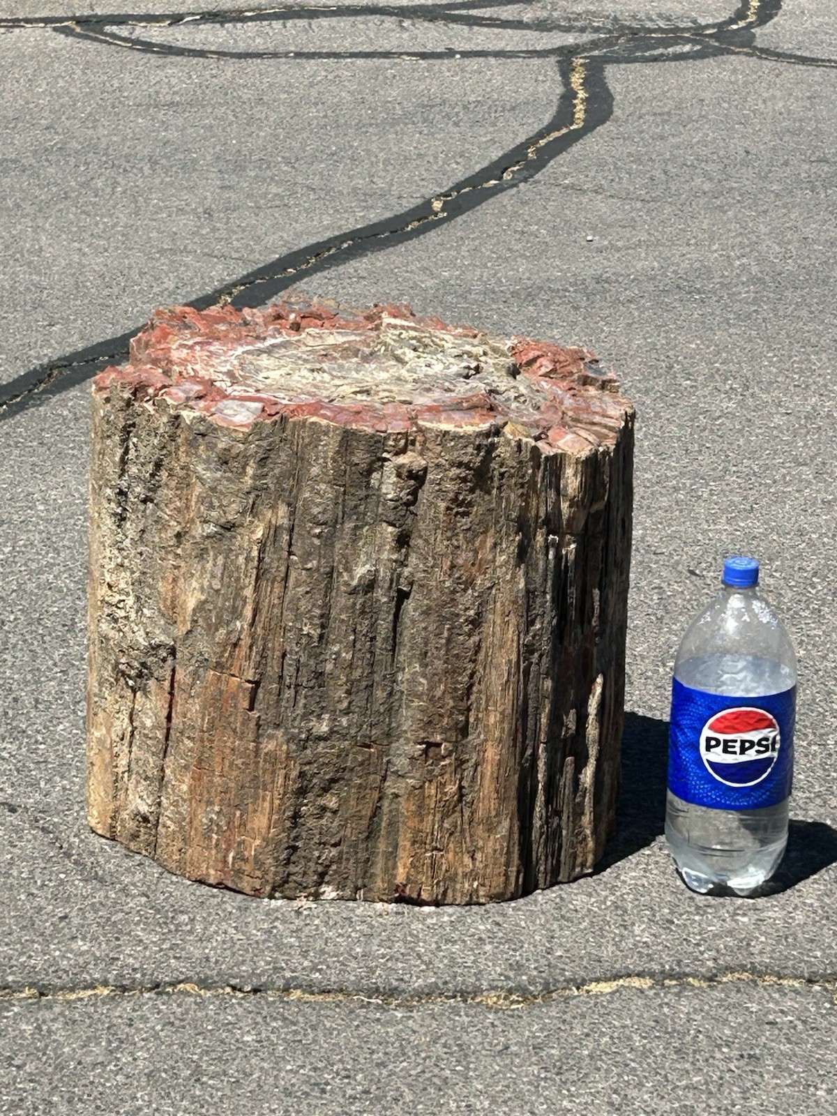 Large & Great Character Petrified Wood Round Stump Log Section Slab Display